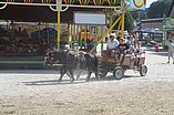Ponykutsche Frank Georgi